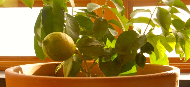 Indoor citrus/lemon tree bearing fruit